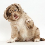 Mini American Shepherd puppy with raised paw