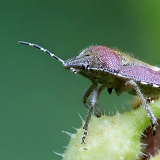 Sloe Shield Bug on Comfrey