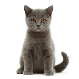 Blue British Shorthair kitten sitting