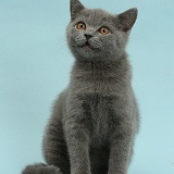 Blue British Shorthair kitten on blue background