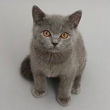 Blue British Shorthair kitten on grey background