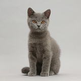 Blue British Shorthair kitten sitting on grey background