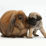 Pug puppy and rabbit