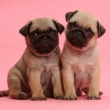 Pug puppies on pink background