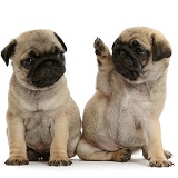 Pug puppies, one waving to the other