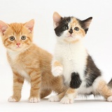 Ginger kitten and tortoiseshell kitten