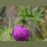 Little Flower Bee on Spear Thistle