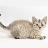Playful Sepia tabby Bengal-cross kitten