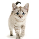 Sepia tabby Bengal-cross kitten, walking