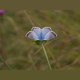 Chalkhill Blue butterfly male