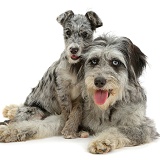 Blue merle Cadoodle and mutt pup
