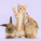 Ginger kitten and young Lionhead-Lop rabbits
