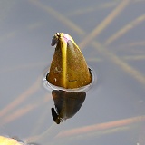Water boatman on a lily bud preparing to fly