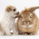 Cute Bichon x Yorkie pup and rabbit