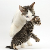 Mother cat carrying her kitten