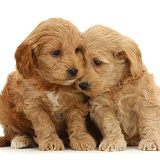 Adorable Cockapoo puppies