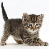 Tabby kitten in play-bow posture