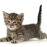 Small tabby kitten lying spread-eagled