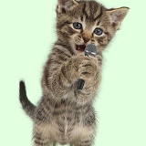 Small tabby kitten, holding and singing into microphone