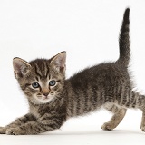 Small tabby kitten in play-bow posture
