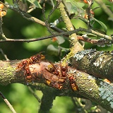 Hornet workers on Cotoneaster