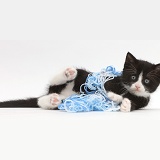 Black-and-white kitten lying with wool