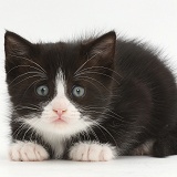 Black-and-white kitten looking worried