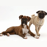 Pug puppy with Boxer puppy