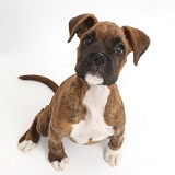 Brindle Boxer puppy sitting looking up
