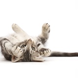 Silver tabby kitten lying on his back