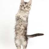 Silver tabby kitten standing up on his hind legs