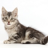 Silver tabby kitten showing his tongue