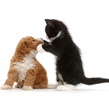 Black-and-white kitten and goldendoodle puppy