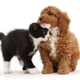 Black-and-white kitten rubbing Cavapoo puppy