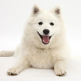 White Japanese Spitz dog