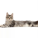 Silver tabby kitten lying spread out and and relaxing