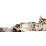 Silver tabby kitten lying on his side