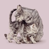 Silver tabby mother cat with kitten