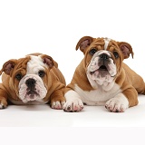 Two bulldog puppies