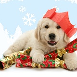 Golden Retriever pup with Christmas crackers