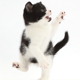 Black-and-white kitten dancing