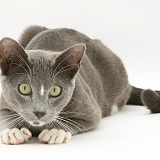 Blue-and-white Burmese-cross cat