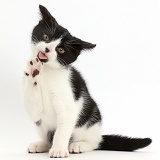 Black-and-white kitten