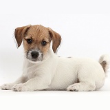 Jack Russell x Bichon puppy