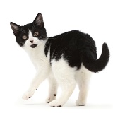 Black-and-white kitten turning looking over her shoulder
