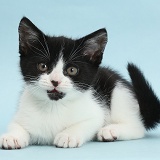 Black-and-white kitten on blue background