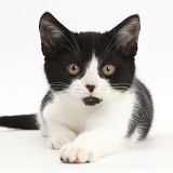 Black-and-white kitten