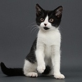 Black-and-white kitten on grey background