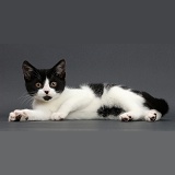 Black-and-white kitten lounging on grey background