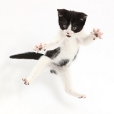 Black-and-white kitten leaping like a ninja